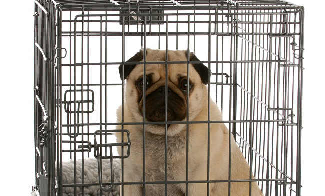 A Pug sitting in a metal crate