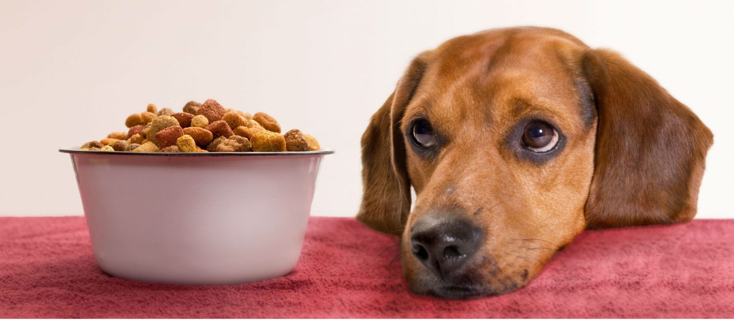 How do I select the right food for my dog?