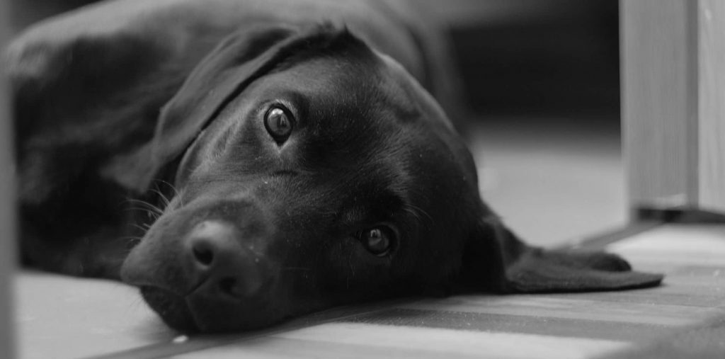 A scared looking black Labrador Retriever laying on the on its side on the floor
