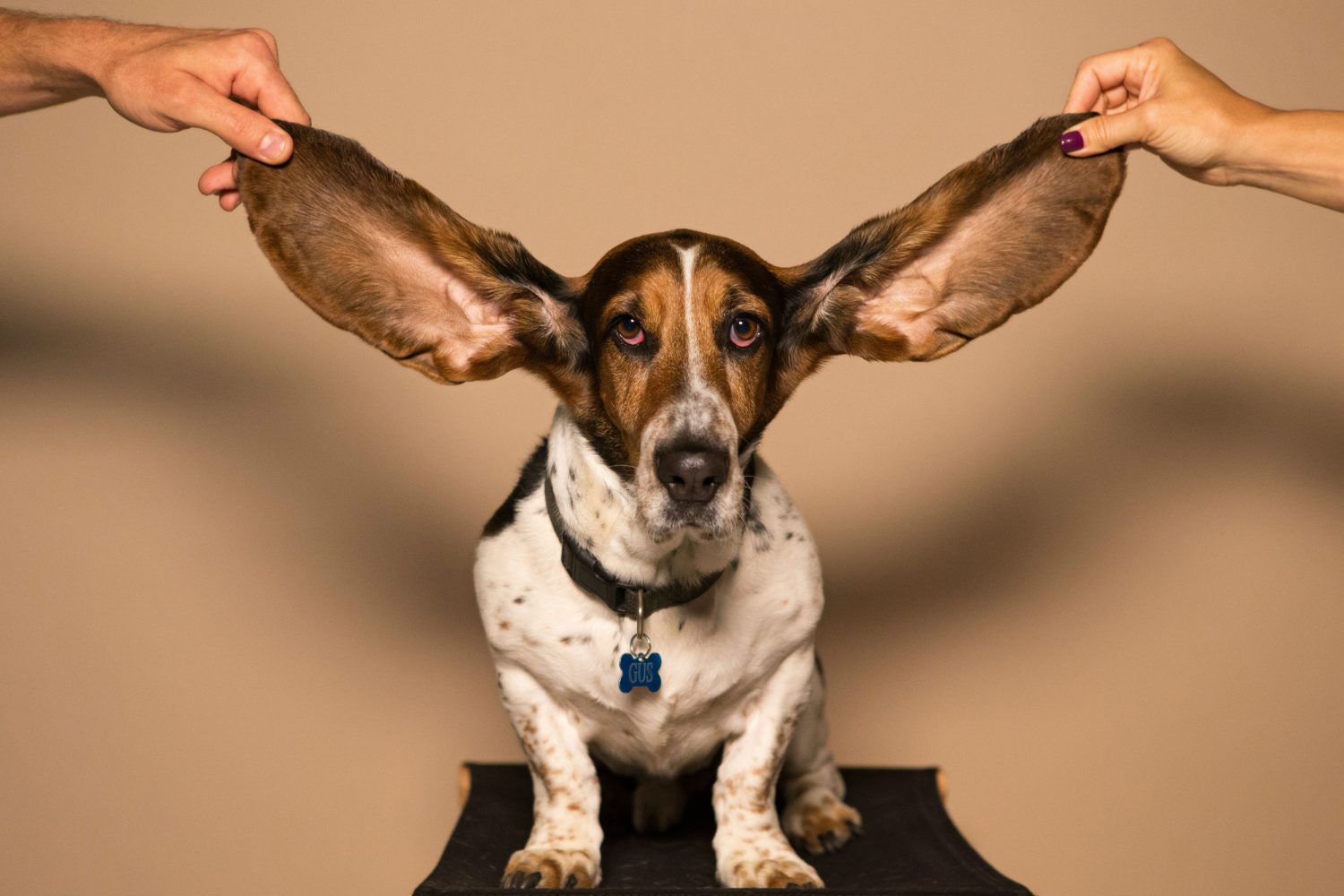 How do you treat a dog’s skin yeast infection? Would a homemade diet help? How do you treat a dog’s skin yeast infection? Would a homemade diet help?