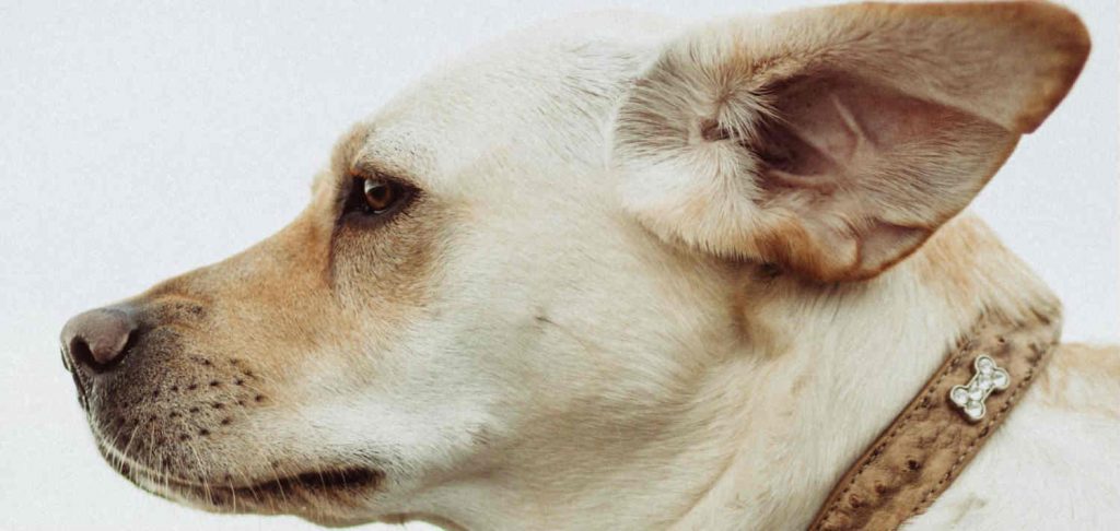 A profile view of a Labrador Retriever with a view of their ear