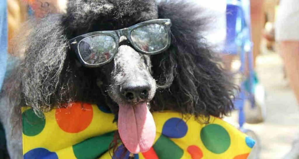 A black French poodle has its tongue out and is wearing black sunglasses and polka-dotted bow tie