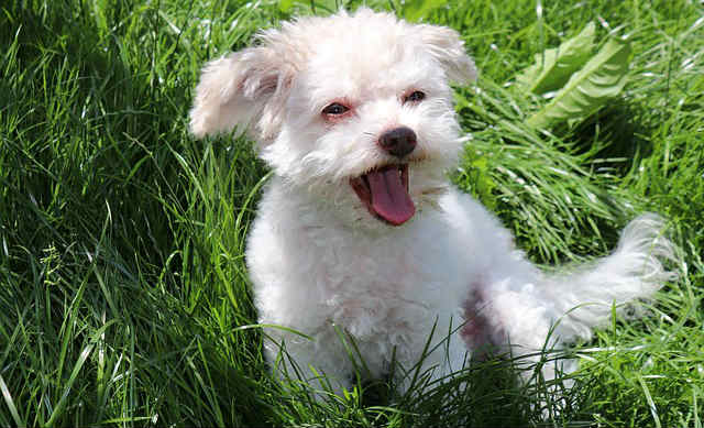 A Bolonka Zwetna dog sitting in tall grass and panting with their tongue sticking out