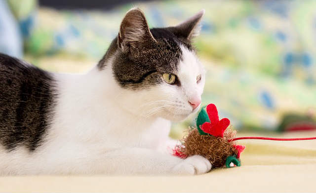 A cat sitting with the the end of a wand toy in front of its mouth