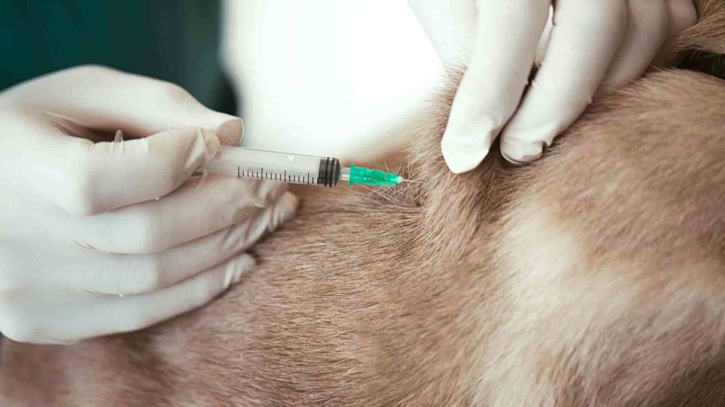 A person wearing gloves is inserting a needle into a dog