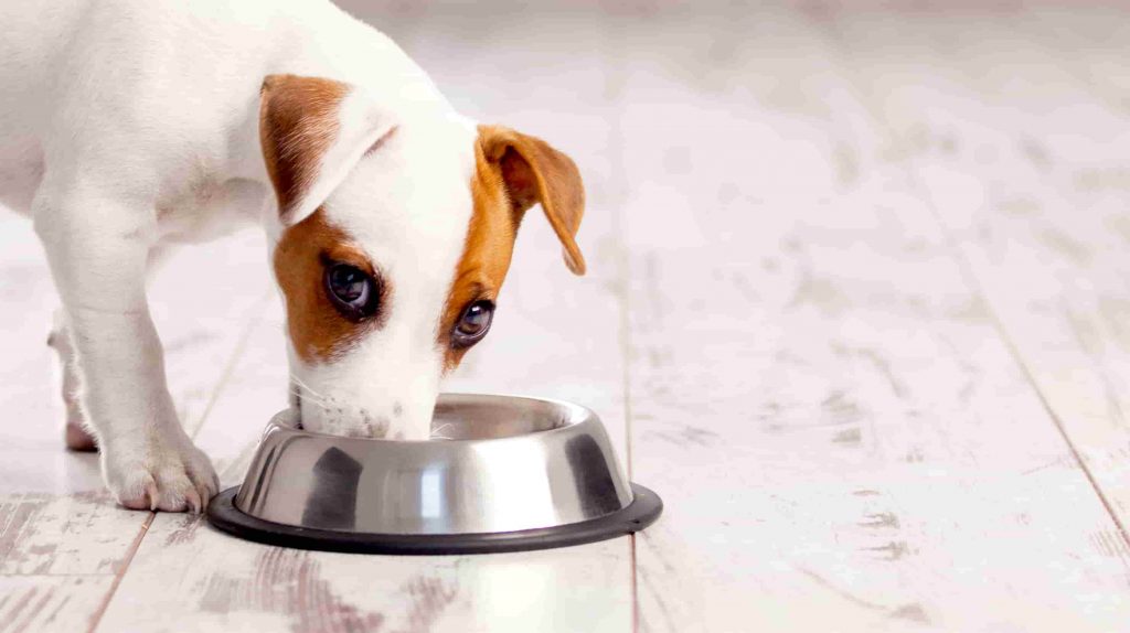 A dog eating out of a steel food bowl