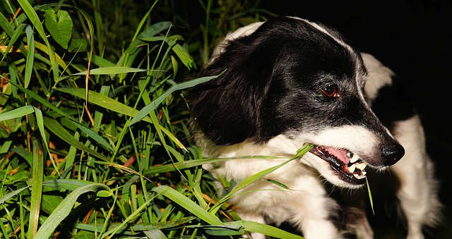 A dog eating grass at night