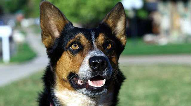 A dog with pointed ears looking slightly upward with their mouth open revealing their tongue and bottom teeth