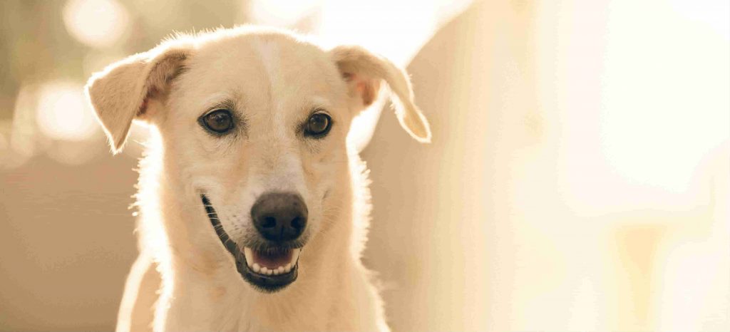 A white dog with their head tilted slightly down is smiling with their mouth open revealing their bottom teeth