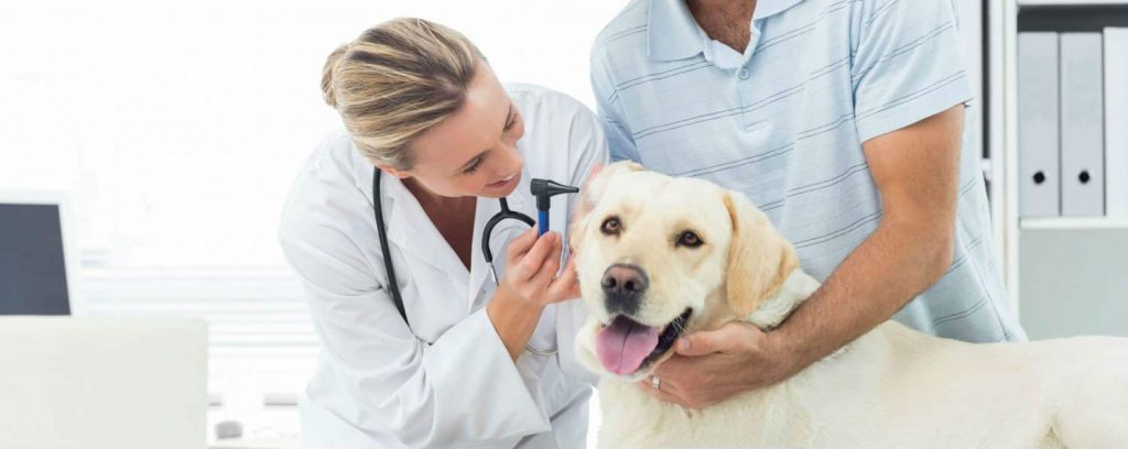 A dog having their ear checked by a veterinarian