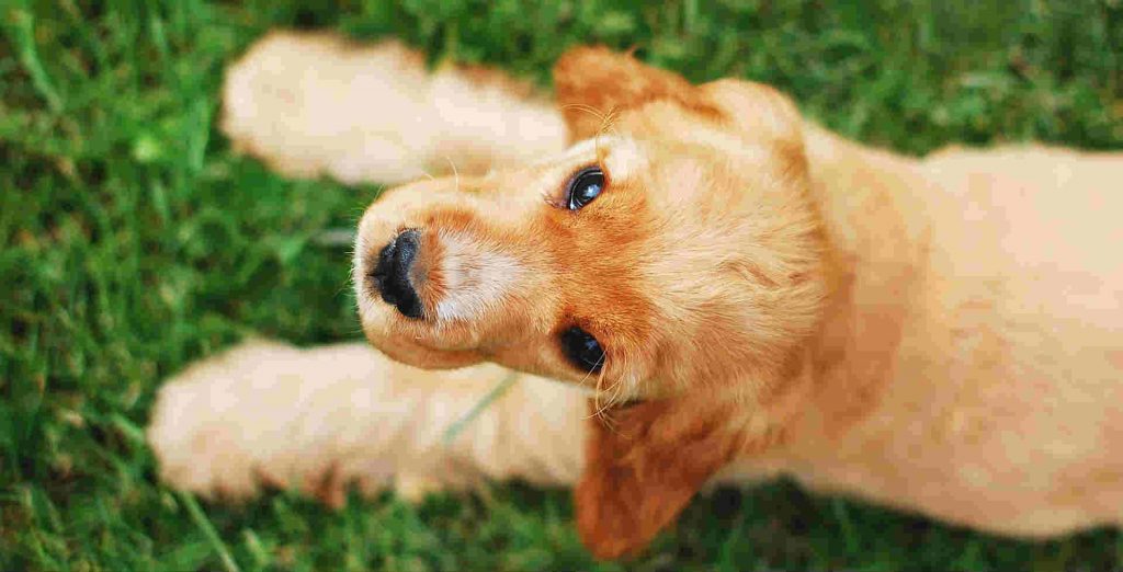 An English Cocker Spaniel sitting on grass