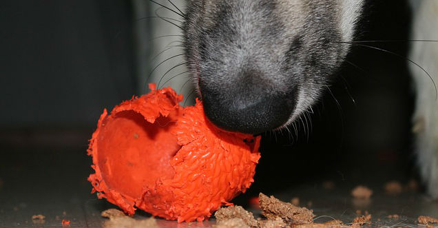 A Husky chewing up an orange ball with its contents scattered across the floor