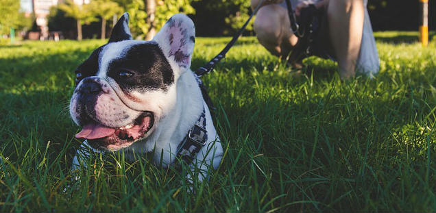 A leashed dog sitting in green grass