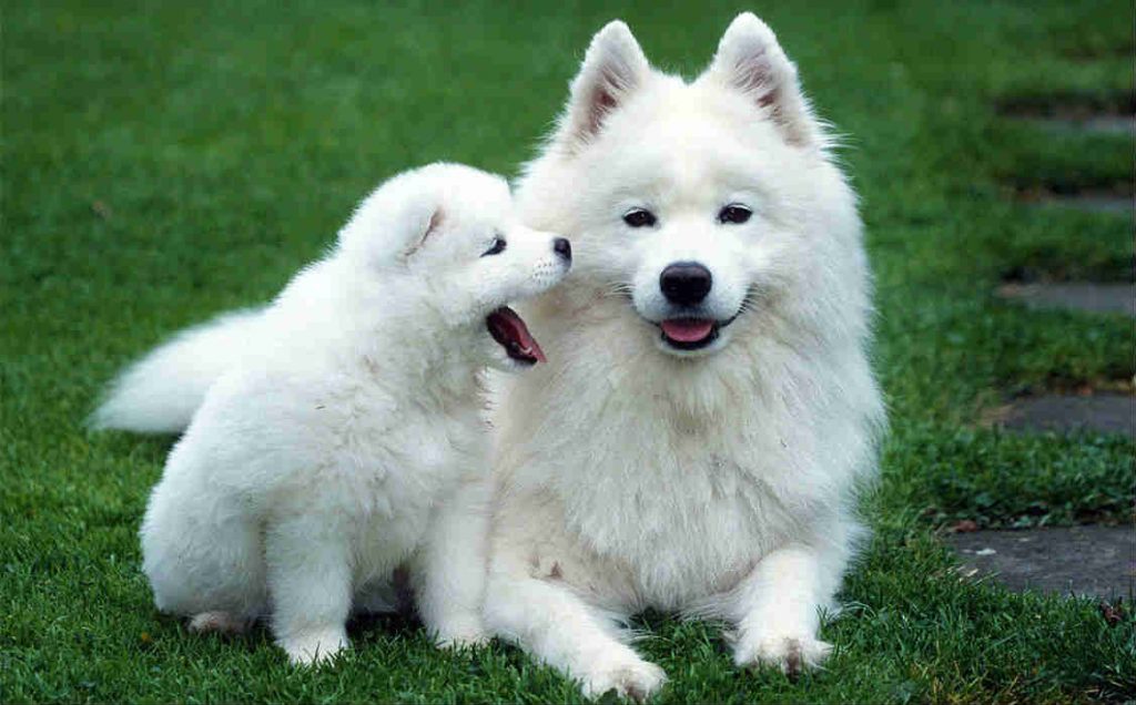 A Samoyed adult dog and puppy are sitting on grass