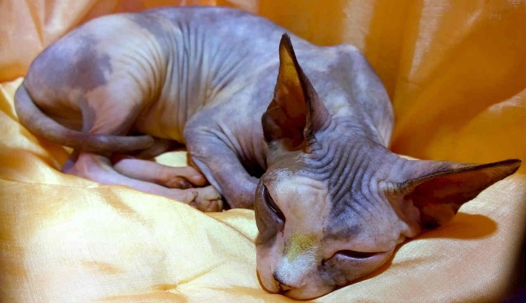 A Sphynx cat with no hair and exposed skin resting