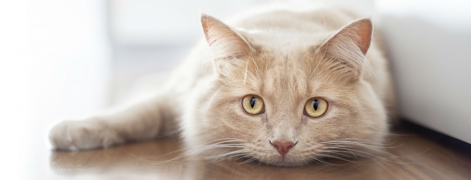 Is surgery necessary to remove a herniation of fat on my cat that developed after she was spayed? Is surgery necessary to remove a herniation of fat on my cat that developed after she was spayed?