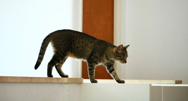 A Tabby cat walking on a countertop