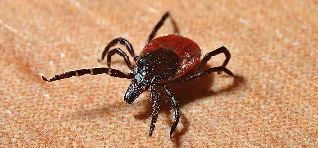 A tick situated on a cloth