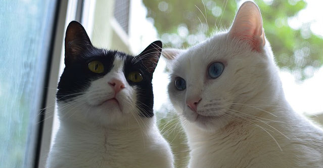 Two cats sitting side by side with their backs facing a window