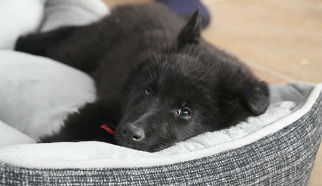 A Belgian Shepherd puppy resting in a dog bed that is grey on the perimeter