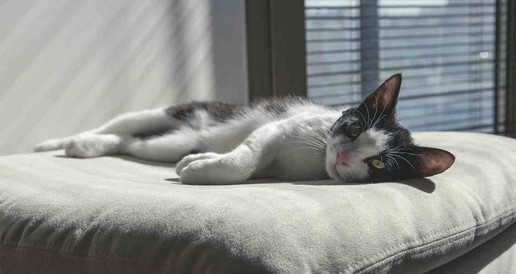 A black and white cat is resting on a pillow