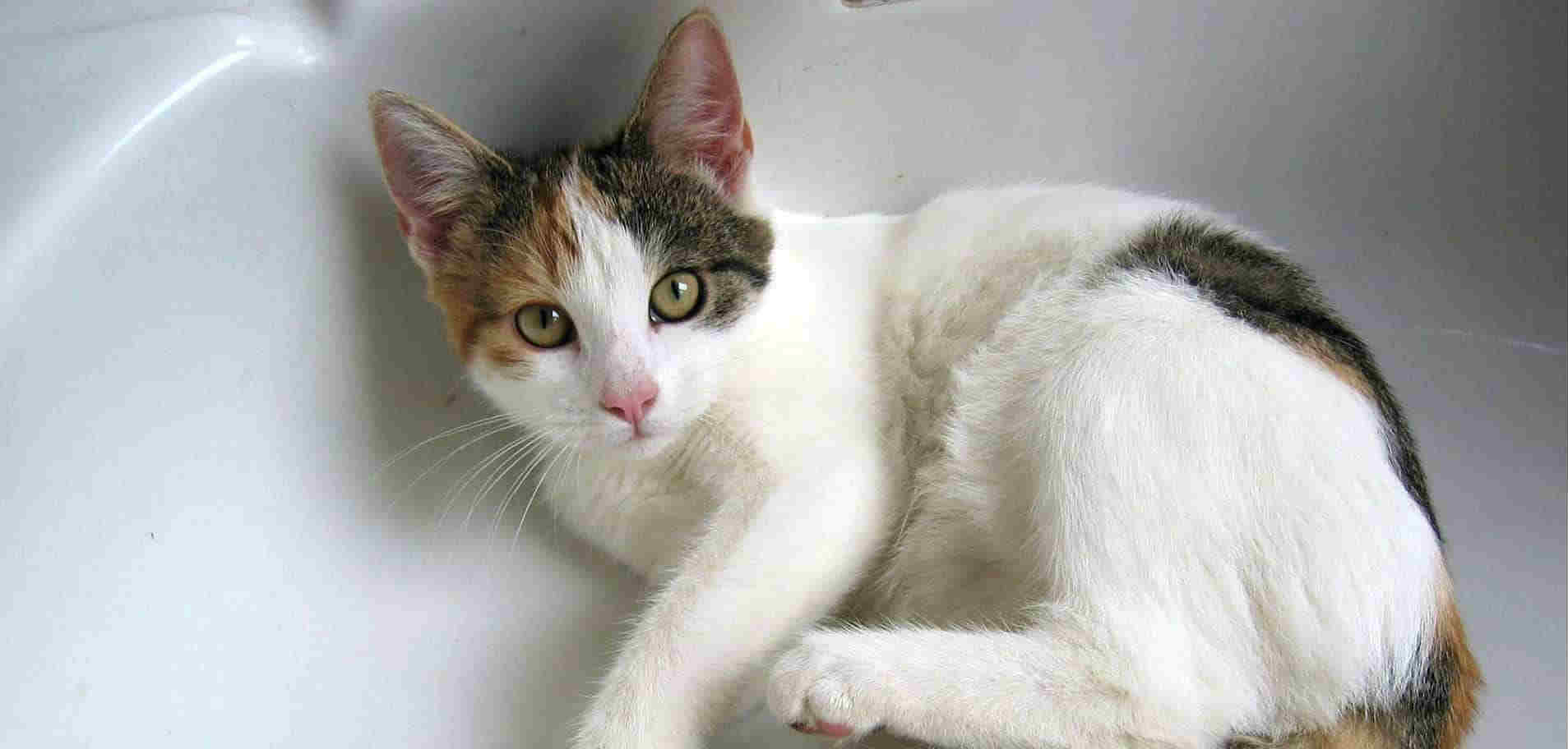 What are some ways to reduce cat allergies? What are some ways to reduce cat allergies?