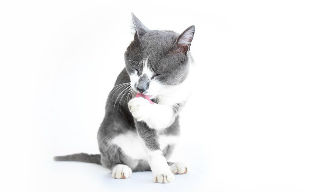 A grey and white cat sitting and licking its paw