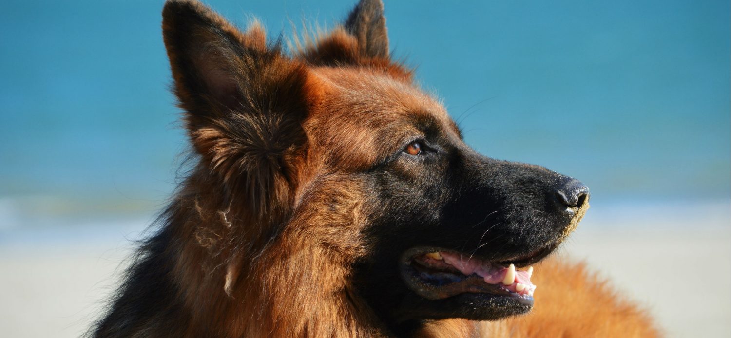 Would checking the litter for degenerative myelopathy be the best way to avoid choosing a puppy with this disease? Would checking the litter for degenerative myelopathy be the best way to avoid choosing a puppy with this disease?
