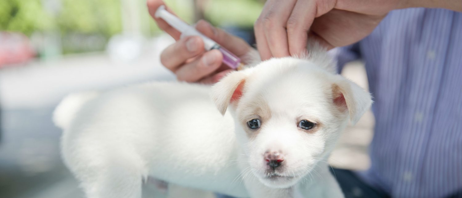 Which core and non-core vaccines are recommended and when should they been given? Which core and non-core vaccines are recommended and when should they been given?