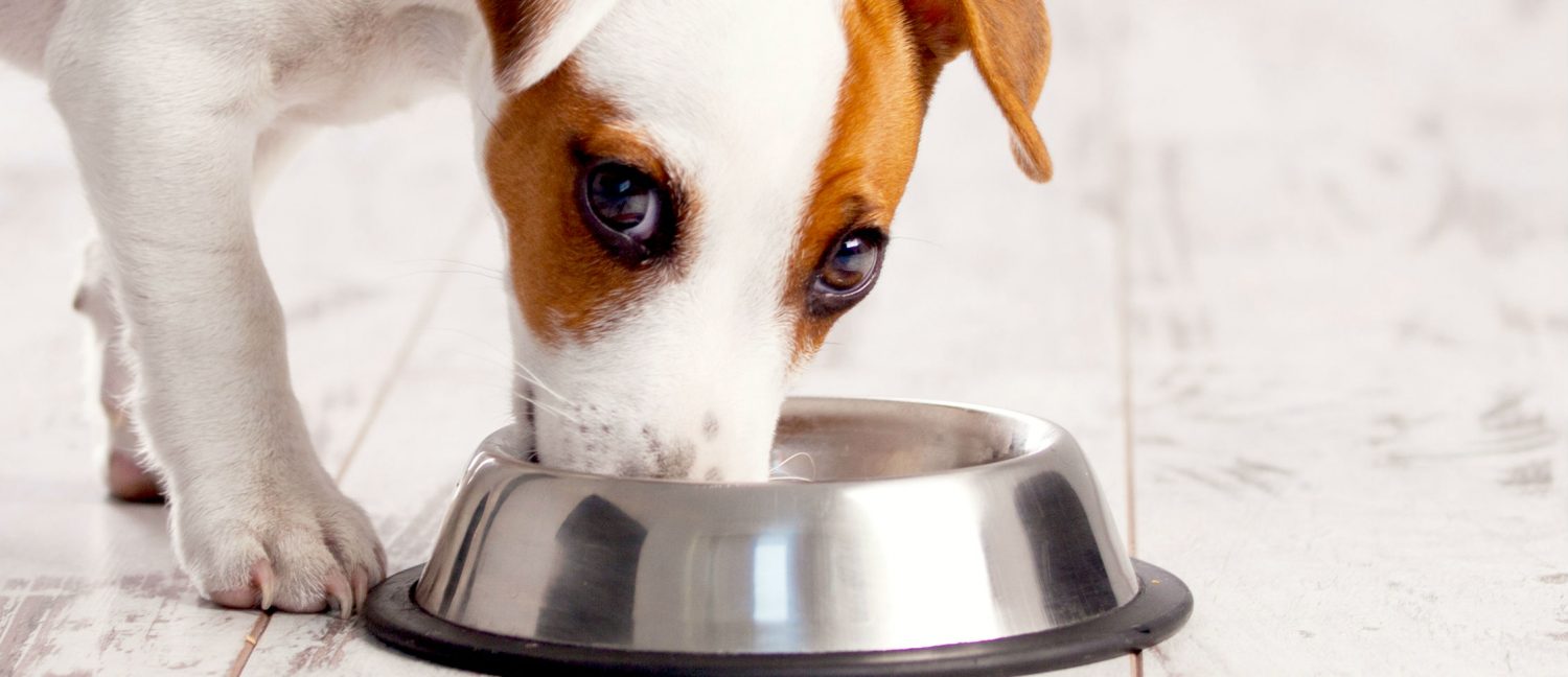 Is it normal that my small dog will only eat ¼ of dry food?