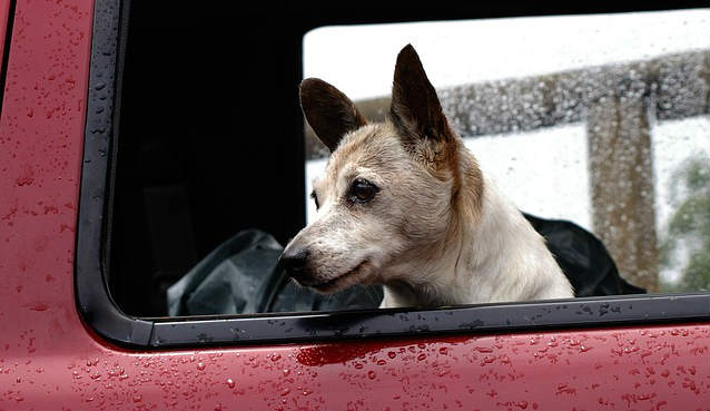 A dog sticking its head out of a red car window