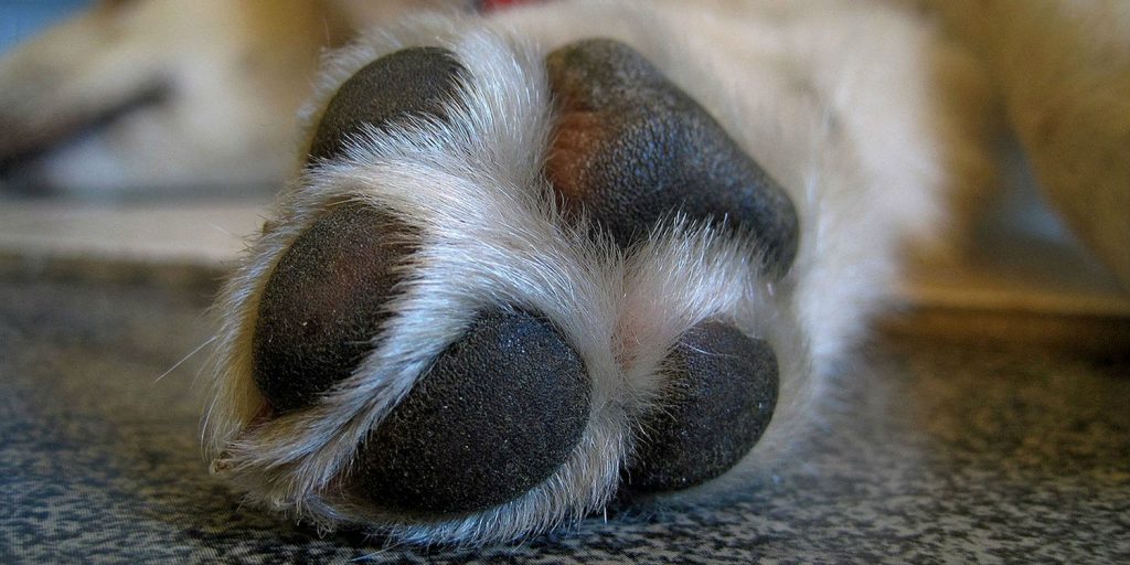 A dog's paw facing upwards