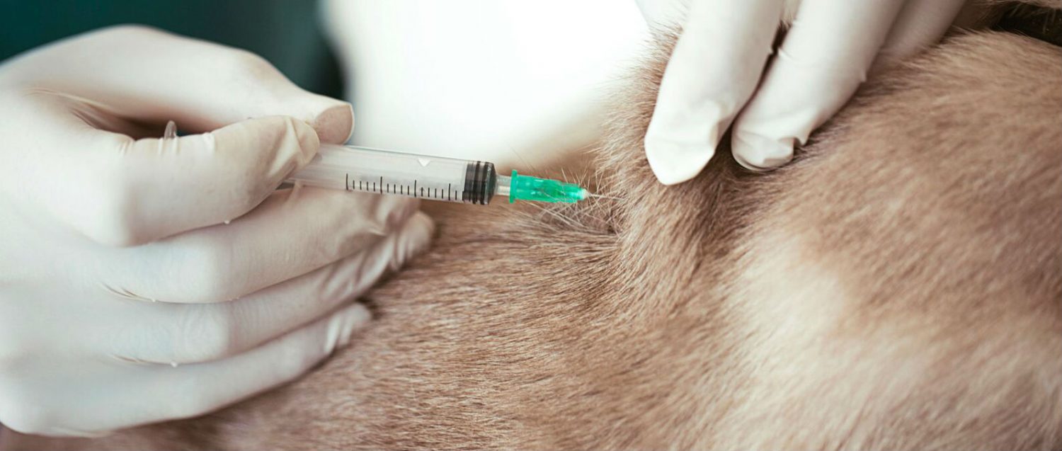 Can a dog with early stage kidney disease receive a rabies vaccination?