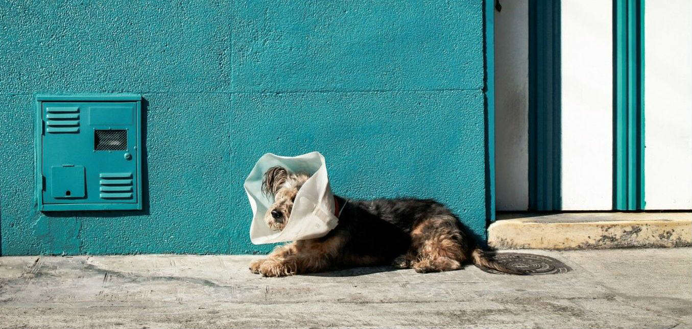 When should a dog be spayed? What are the pros and cons?