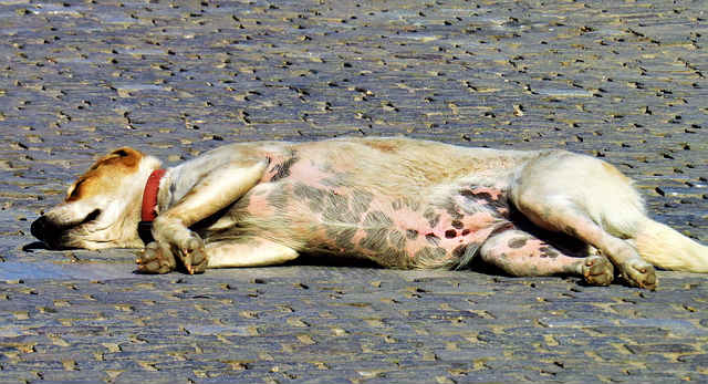 A dog laying on their side on cobblestone revealing their pink and black spotted stomach