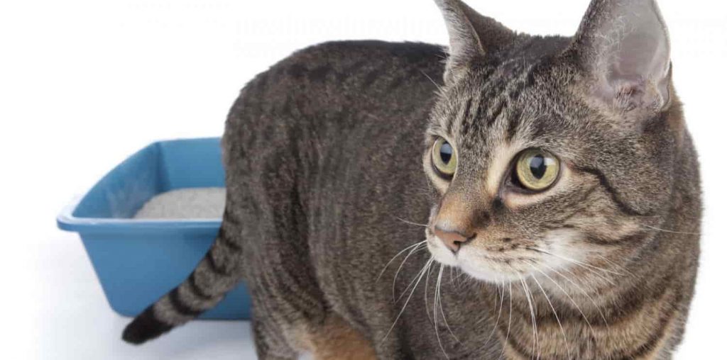 A cat standing in front of a light blue litter box