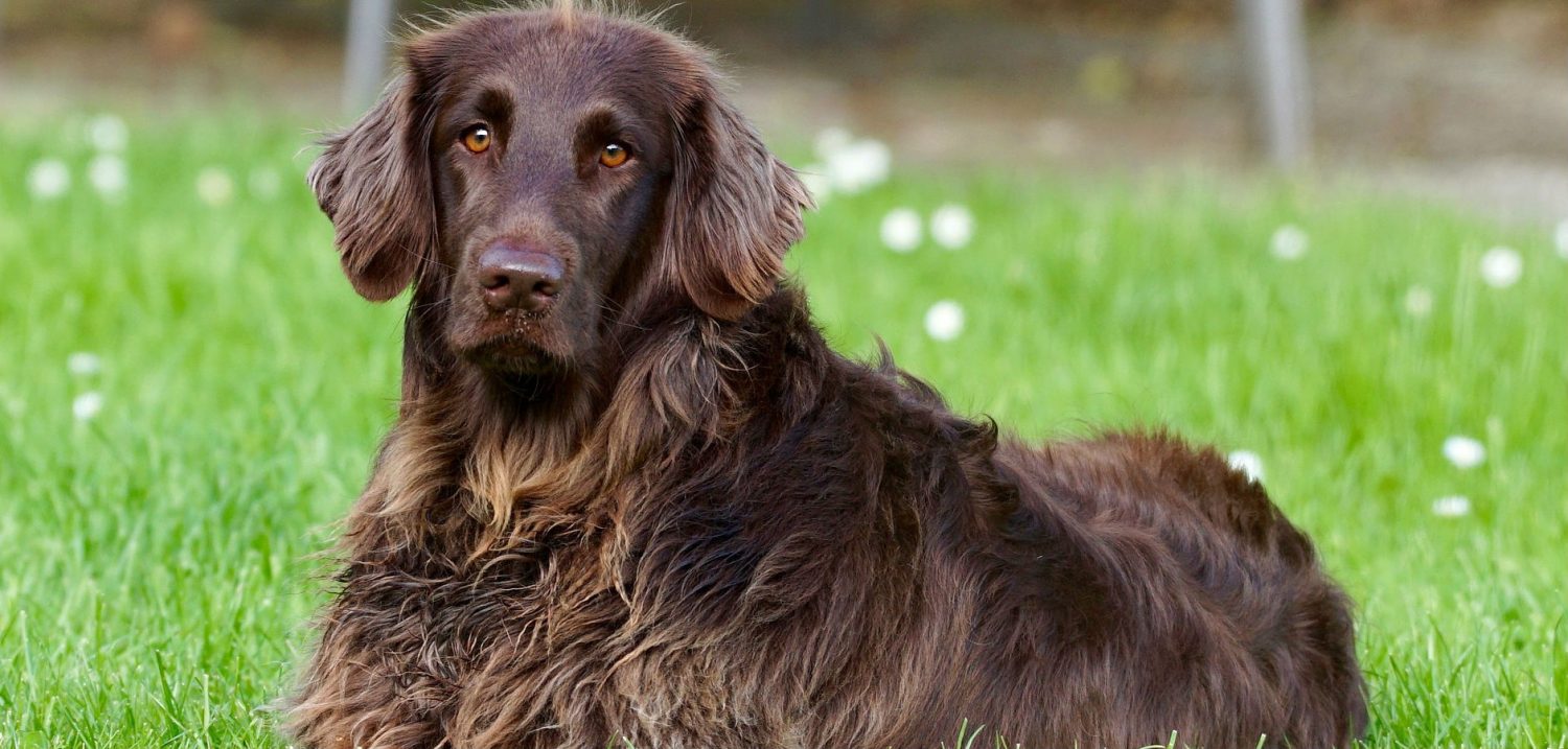 When and how often do dogs shed? When and how often do dogs shed?