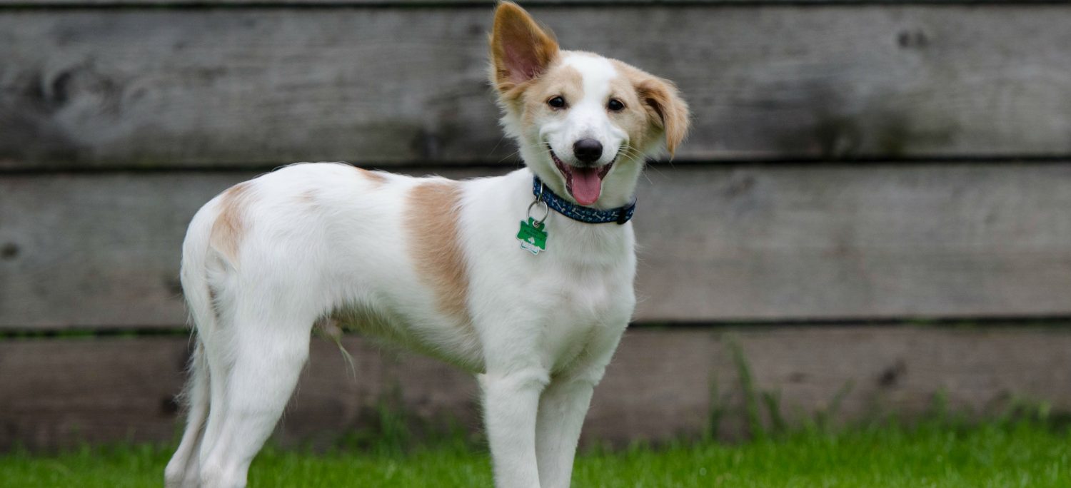 How do I properly clean a dog’s ear? How do I properly clean a dog’s ear?