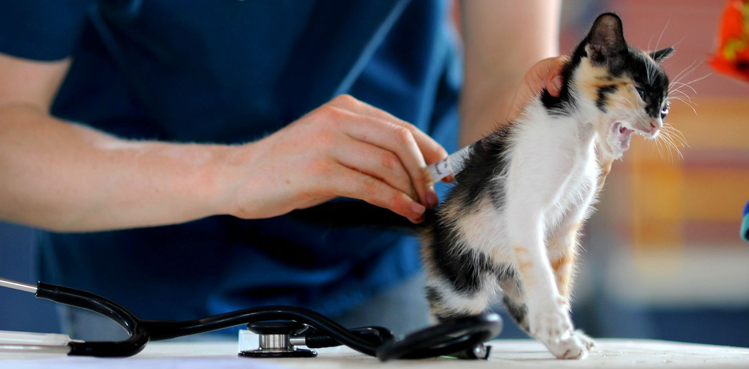 Do indoor cats need to be vaccinated for rabies?