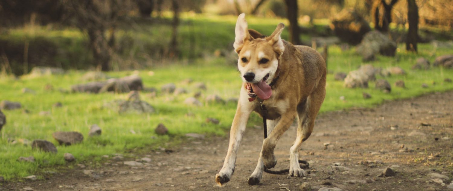 At what age can a puppy start going for jogs?