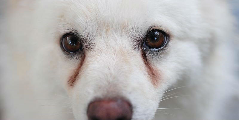 How do I remove my dog’s tear stains without the use of antibiotics? How do I remove my dog’s tear stains without the use of antibiotics?