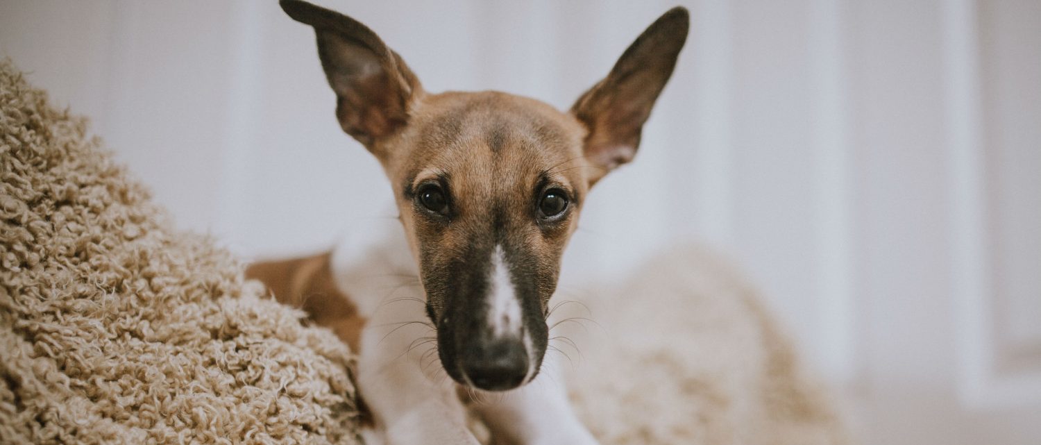 How can I stop my dog from having recurrent ear infections?