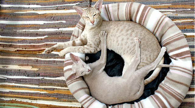 A Siamese kitten and cat laying together in a striped cat bed