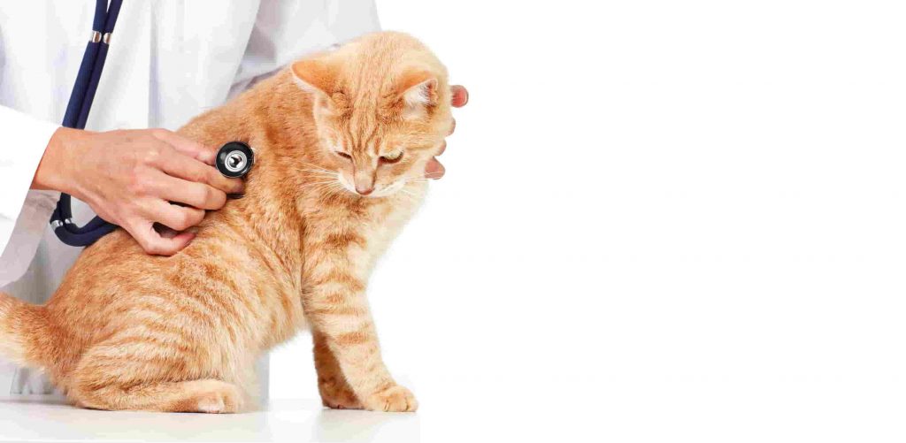 A veterinarian wearing a white lab coat is holding a stethoscope to check an orange Tabby cat's breathing