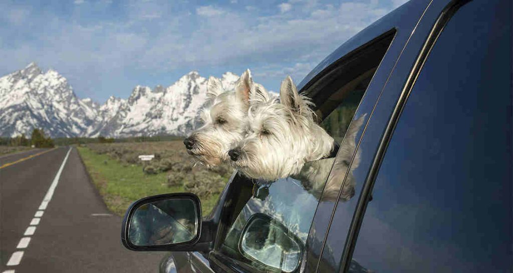 Two West Highland terriers are poking their heads out of a car parked in a mountainous landscape