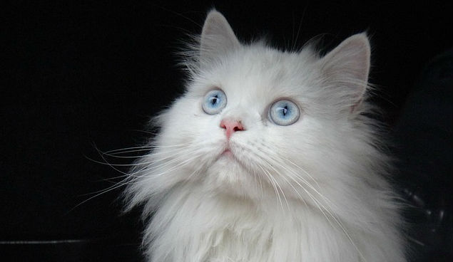 A white Persian cat with blue eyes looking slightly upward