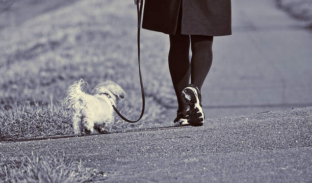 A woman walking a small dog on a path