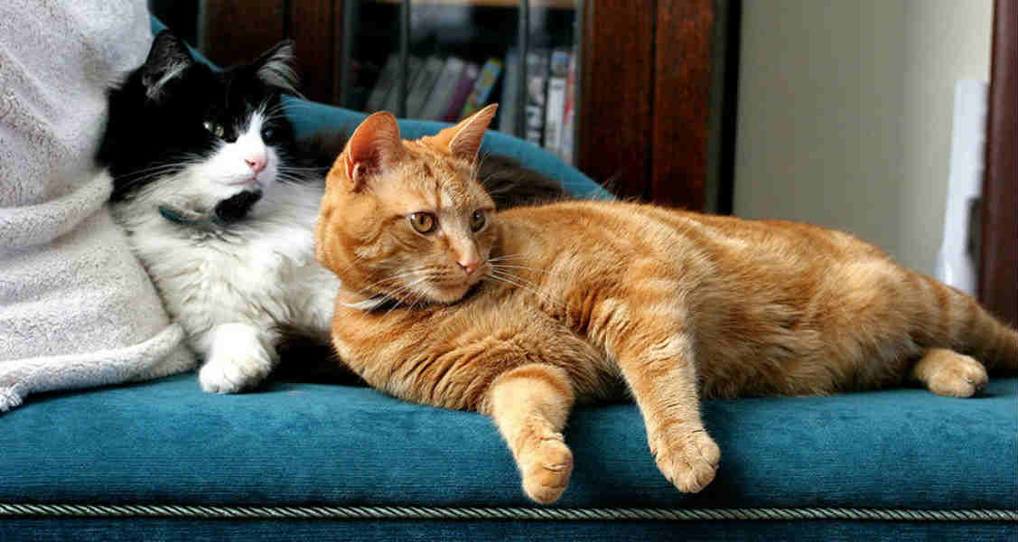7 Common Cat Behavior Problems and How to Fix Them 7 Common Cat Behavior Problems and How to Fix Them