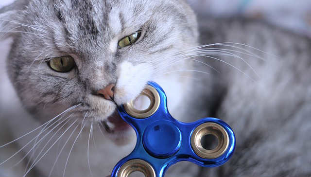 A grey and white cat chewing on a blue fidget spinner