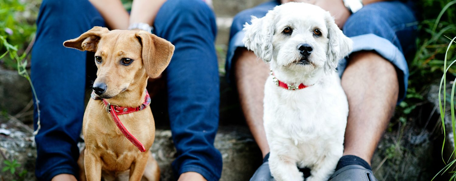 How do we get our small dog to get along with other dogs and children? How do we get our small dog to get along with other dogs and children?